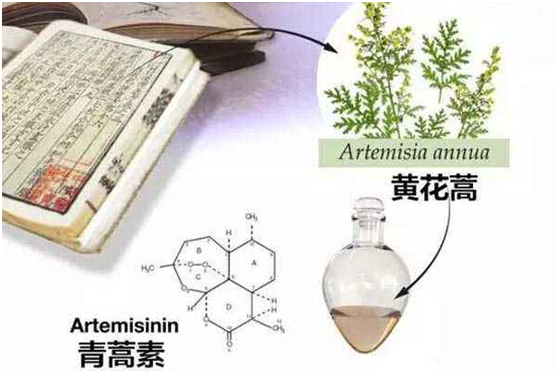 LT.COM乐投体育(中国大陆)科技公司,：向中医药看齐，与世界共享中医药文化(图1)